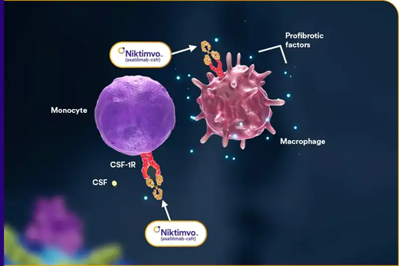 Illustration of the mechanism of Niktimvo™ (axatilimab-csfr), featuring CSF-1, CSF1-R, inflamed tissue, a monocyte, a macrophage, an M2 macrophage, fibroblasts, myofibroblasts, and axatilimab-csfr